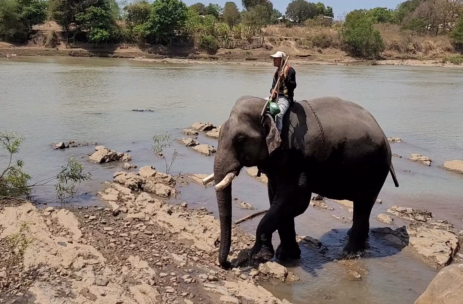 Buôn Đôn lặng lẽ voi già -0