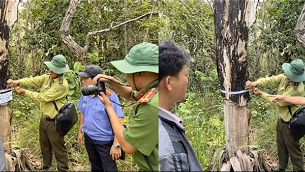 Điều tra, xử lý nghiêm các vụ phá rừng