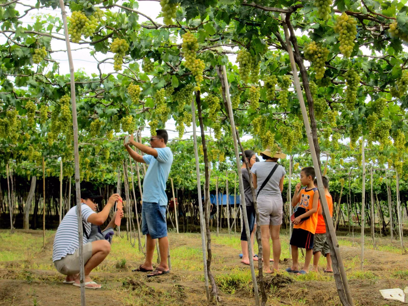 Lễ hội nho và vang Ninh Thuận năm 2023 với nhiều hoạt động hấp dẫn du khách -0