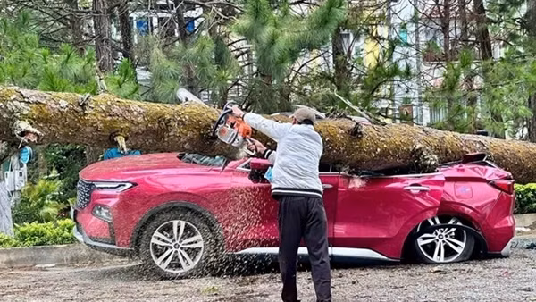 Ảnh hưởng bão, Lâm Đồng có 30 căn nhà tốc mái, cây cối đổ la liệt