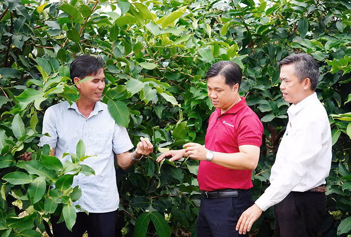 Agribank tiếp vốn cho mận hồng Sân Tiên chinh phục thị trường khó tính -0