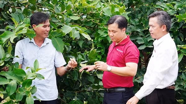 Agribank tiếp vốn cho mận hồng Sân Tiên chinh phục thị trường khó tính