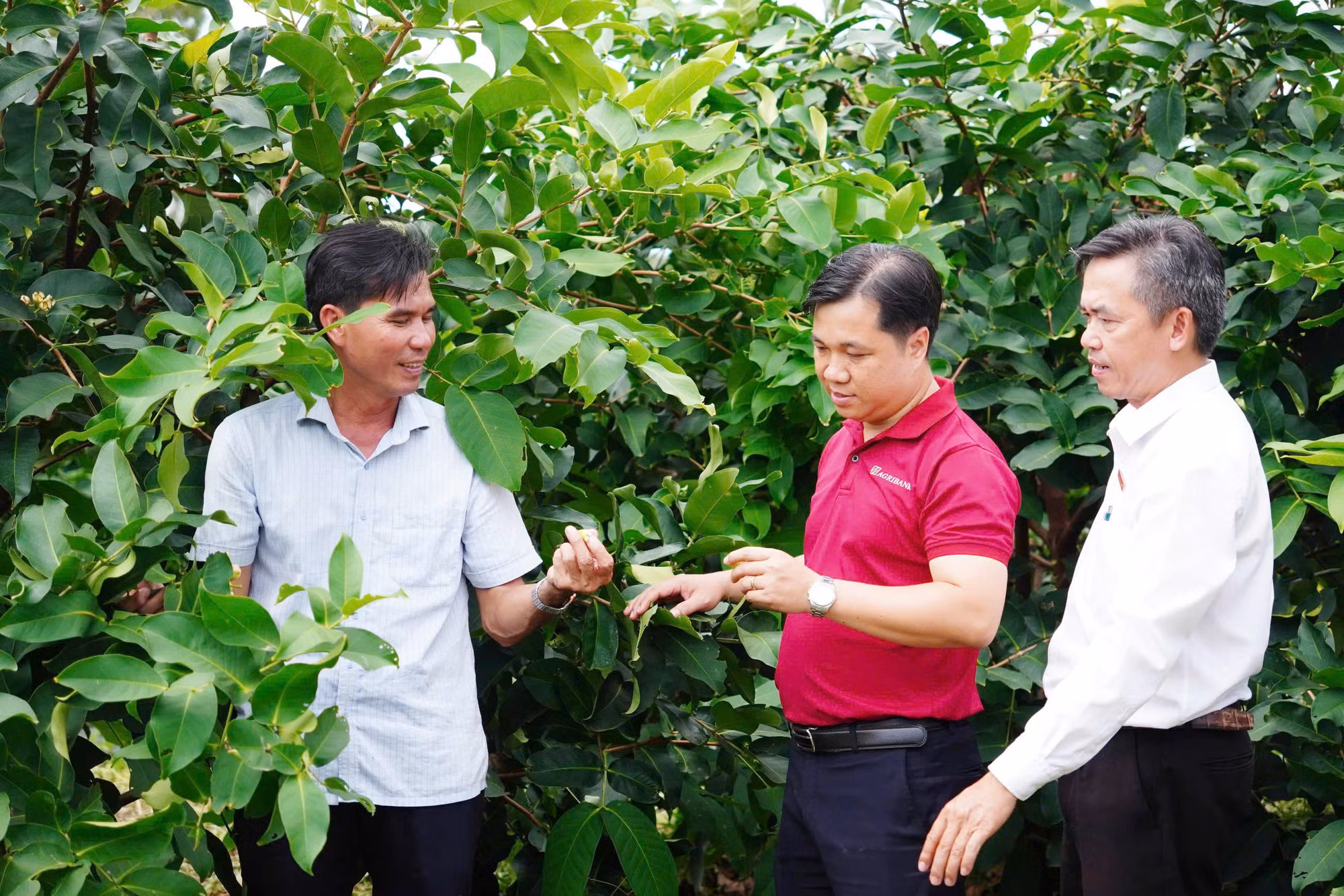 Dòng vốn Agribank tiếp sức cho kinh tế nông hộ phát triển bền vững -0