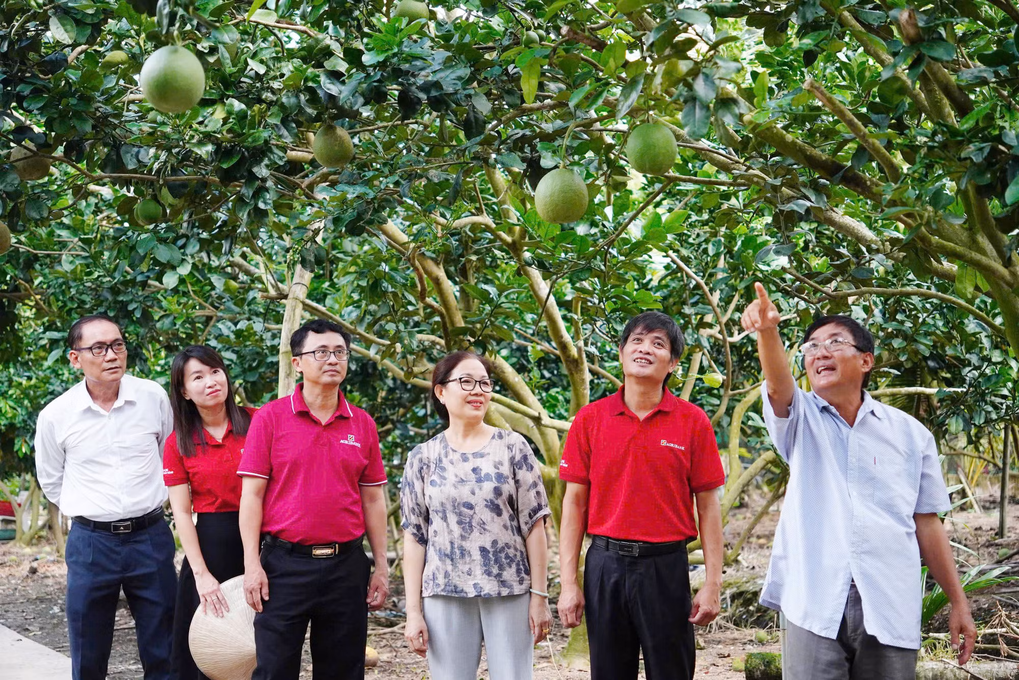 Dòng vốn Agribank tiếp sức cho kinh tế nông hộ phát triển bền vững -0