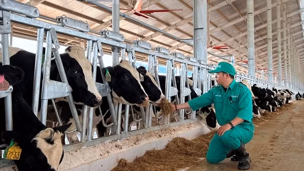 Vinamilk tiếp nhận thành công hơn 1.500 con bò sữa nhập từ Mỹ về trang trại Green farm ảnh 7