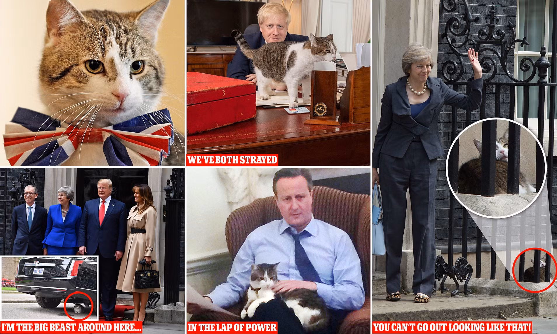Larry đã "công tác" qua ba đời Thủ tướng đảng Bảo thủ, bao gồm ông David Cameron, bà Theresa May và ông Boris Johnson. Ảnh: Dailymail.