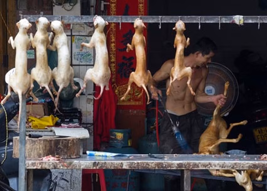 Tranh cãi quanh lễ hội thịt chó ở Quảng Tây , Trung Quốc -0
