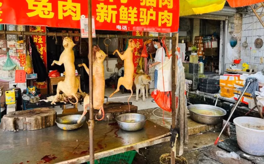 Tranh cãi quanh lễ hội thịt chó ở Quảng Tây , Trung Quốc -0