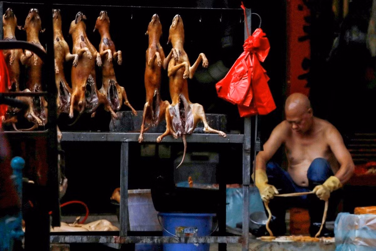 Tranh cãi quanh lễ hội thịt chó ở Quảng Tây , Trung Quốc -1