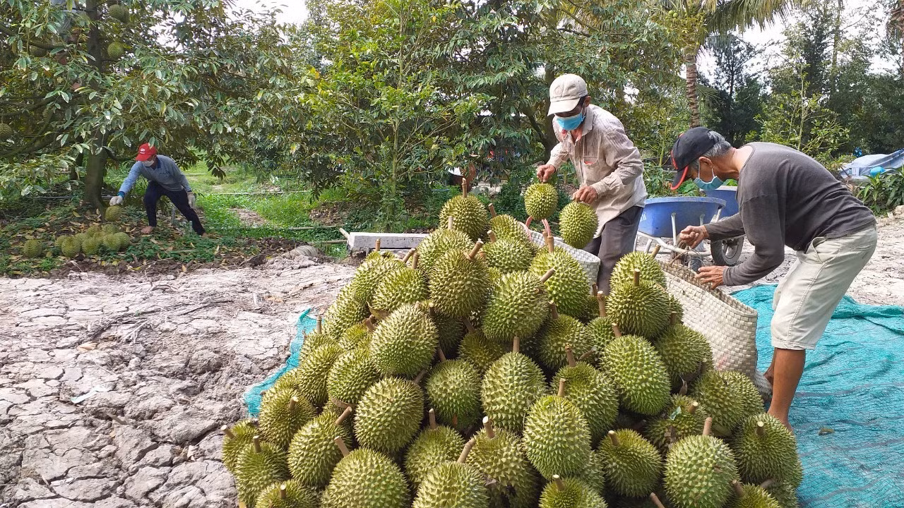 Sầu riêng chính thức được xuất khẩu chính ngạch sang Trung Quốc -0