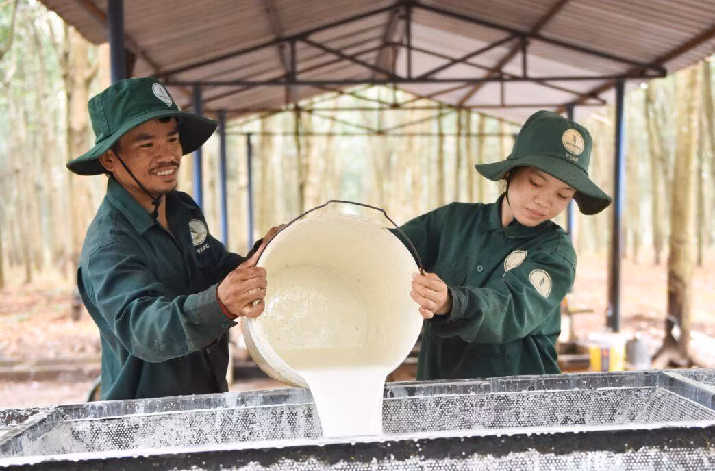 Dấu ấn Cao su Việt Nam trên đất bạn Lào -0