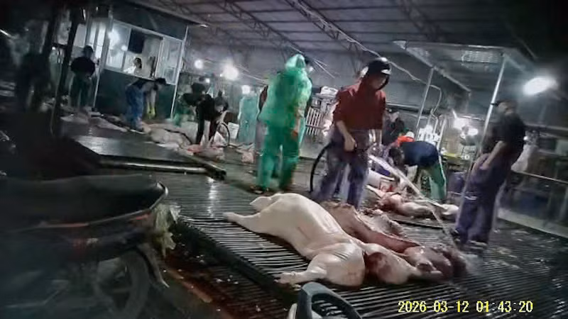 Bí mật trong cuốn sổ tay của các cán bộ kiểm dịch đưa gần 300 tấn thịt lợn nhiễm dịch tả châu Phi ra thị trường -0