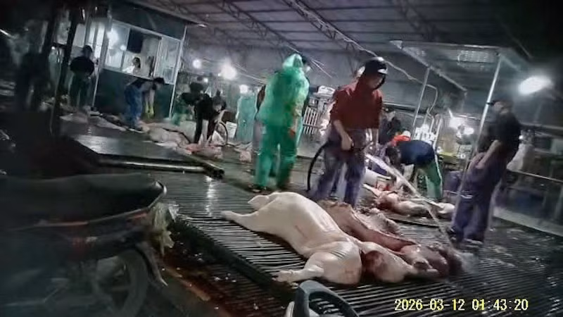 Cán bộ thú y Hà Nội “bảo kê” đưa hơn 300 tấn thịt lợn nhiễm dịch tả châu Phi ra thị trường -1