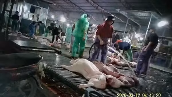 Ai chịu trách nhiệm để lợn bệnh vào bữa ăn của người tiêu dùng?