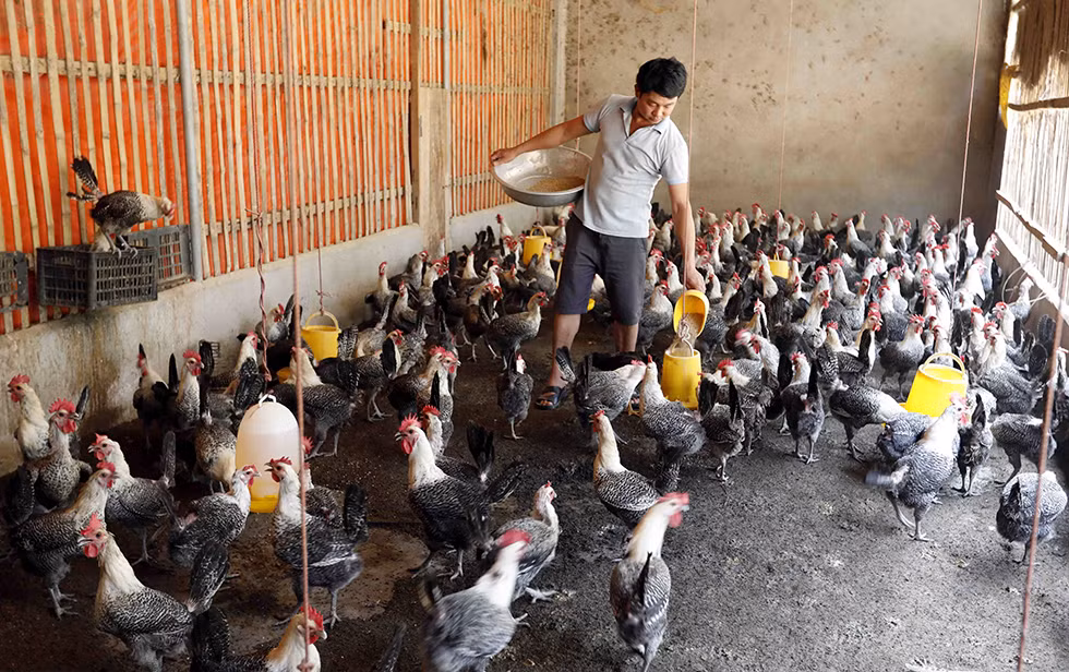Xanh thắm một vùng quê Anh Sơn -0
