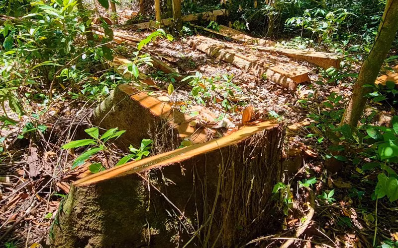 Khởi tố vụ phá 5,78 ha rừng ở Trường Sơn -0