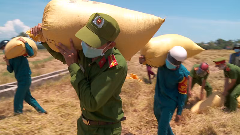 Công an Đà Nẵng giúp nông dân thu hoạch lúa chín vụ trong ngày giãn cách -0