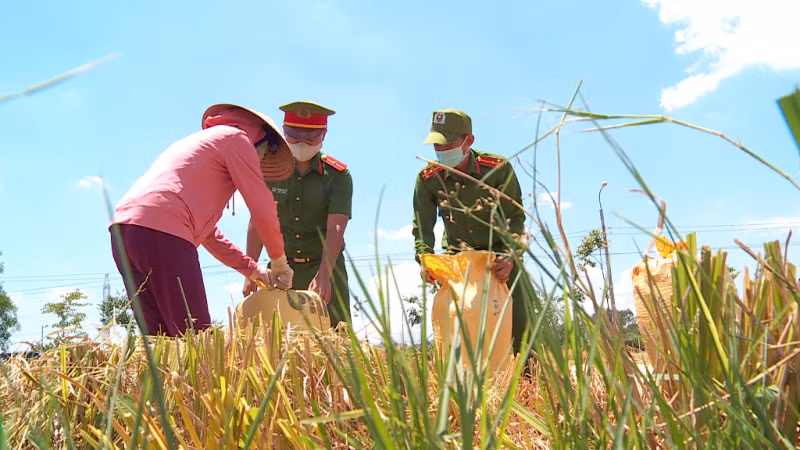 Công an Đà Nẵng giúp nông dân thu hoạch lúa chín vụ trong ngày giãn cách -0