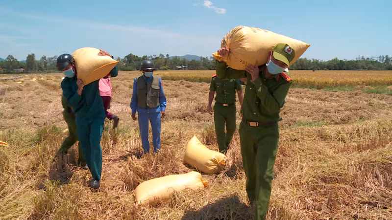 Công an Đà Nẵng giúp nông dân thu hoạch lúa chín vụ trong ngày giãn cách -0