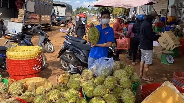 Lễ hội sầu riêng - cơ hội quảng bá nông sản và văn hoá du lịch ảnh 5