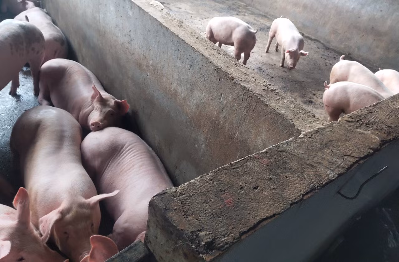 Nuôi và giết mổ heo bệnh để bán giữa mùa dịch -1