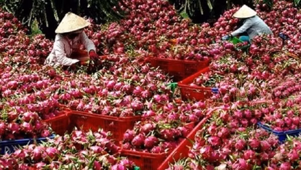 Cần xây dựng tiêu chuẩn cho nông sản Việt trên thị trường quốc tế