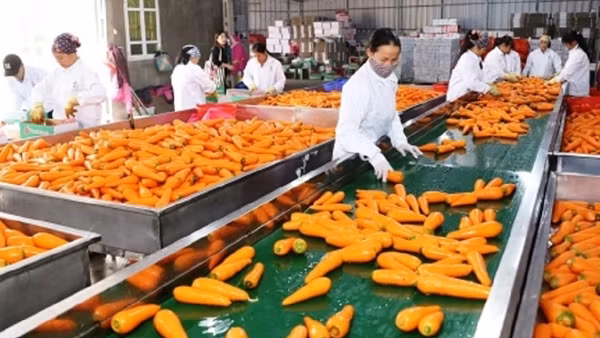 Xuất khẩu thủy sản tăng mạnh ở thị trường trọng điểm ảnh 2