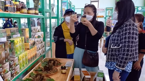 Đẩy mạnh quảng bá thương hiệu Sâm Ngọc Linh Kon Tum ảnh 2