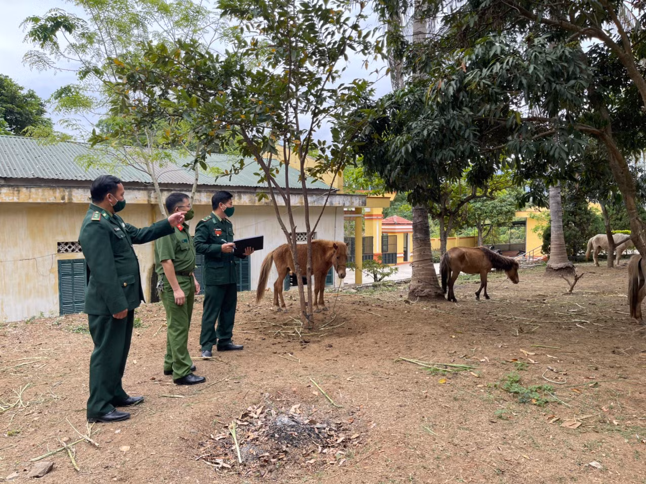 Ngăn chặn tình trạng vận chuyển trái phép gia súc qua biên giới Sơn La -0