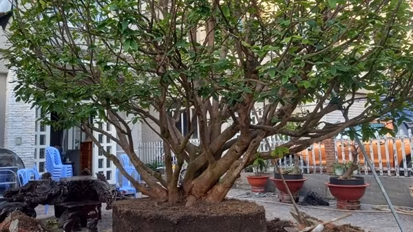 Chủ vựa cây kiểng cùng đàn em cướp mai vàng trị giá 150 triệu đồng