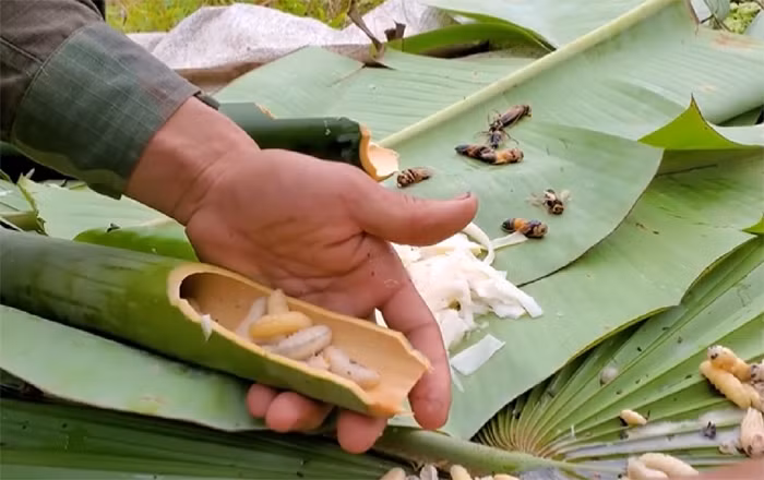 Trong cánh rừng săn ong tử thần -0