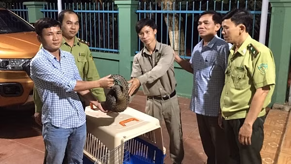Chuyển giao cá thể tê tê Java quý hiếm để thả về tự nhiên ảnh 3