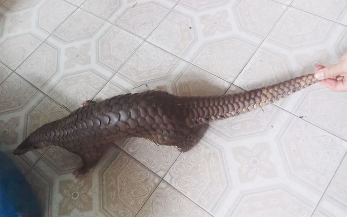 Người dân bàn giao cá thể tê tê Java quý hiếm -0