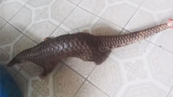 Người dân bàn giao cá thể tê tê Java quý hiếm