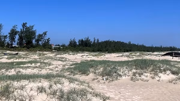 Nhiều diện tích rừng trồng ven biển, đầm phá bị chết
