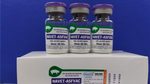 Việt Nam sản xuất thành công vaccine phòng bệnh tả lợn châu Phi