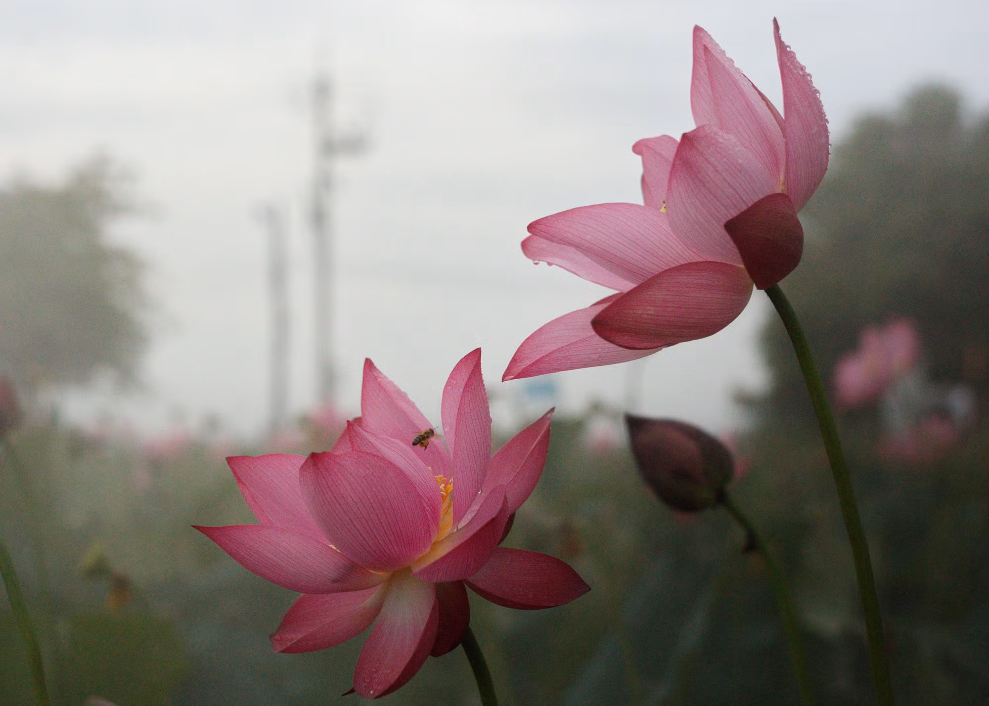 Nhộn nhịp mùa thu hoạch sen xứ Huế -0