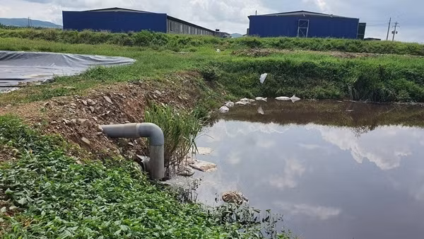 Trang trại chăn nuôi vịt gây ô nhiễm môi trường