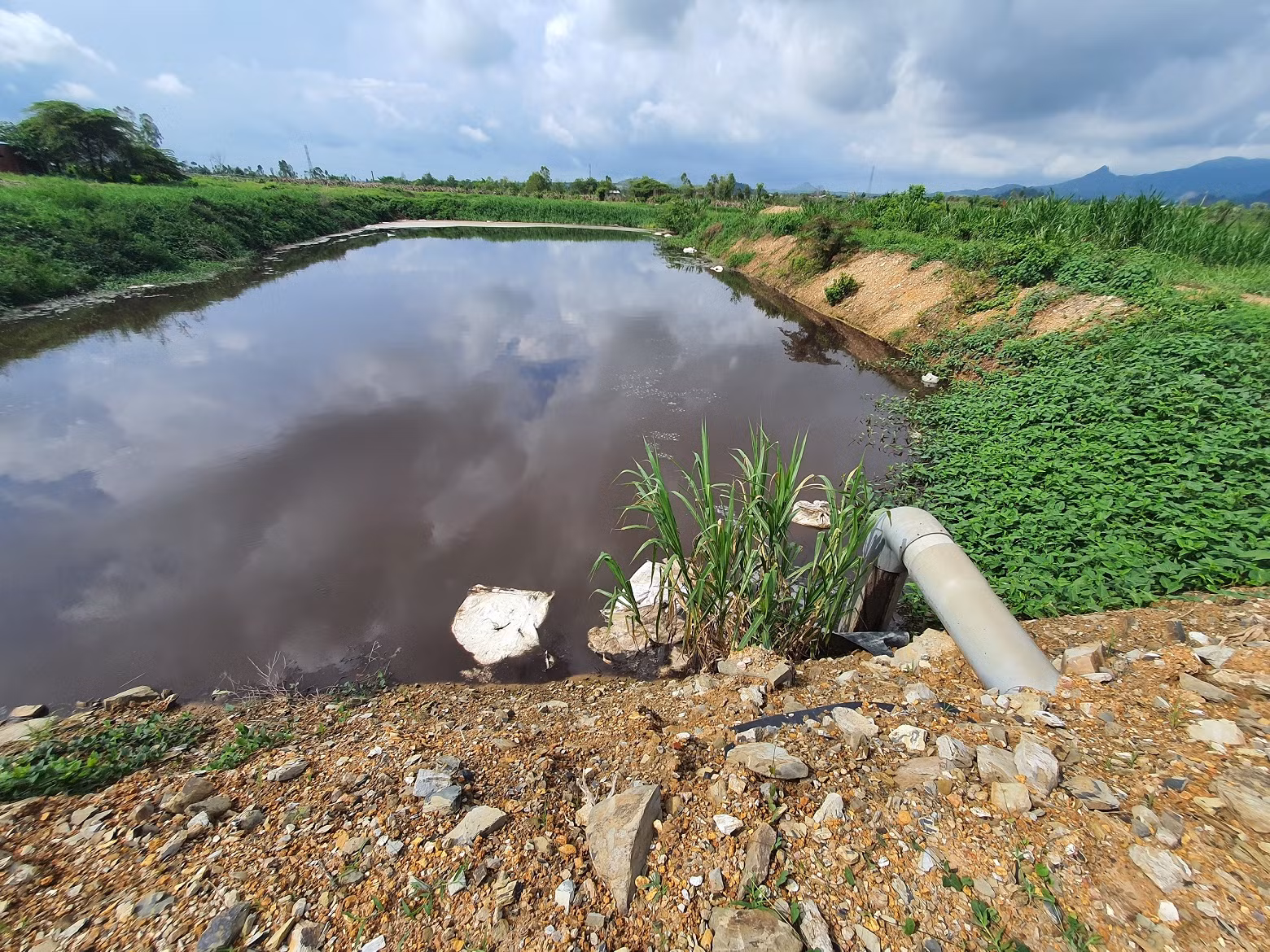 Trang trại chăn nuôi vịt gây ô nhiễm môi trường -0