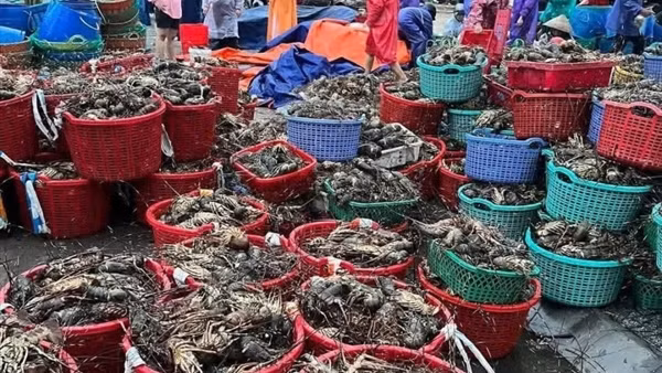 Người dân thủ phủ tôm hùm mất trắng hàng ngàn tỷ đồng sau bão lũ