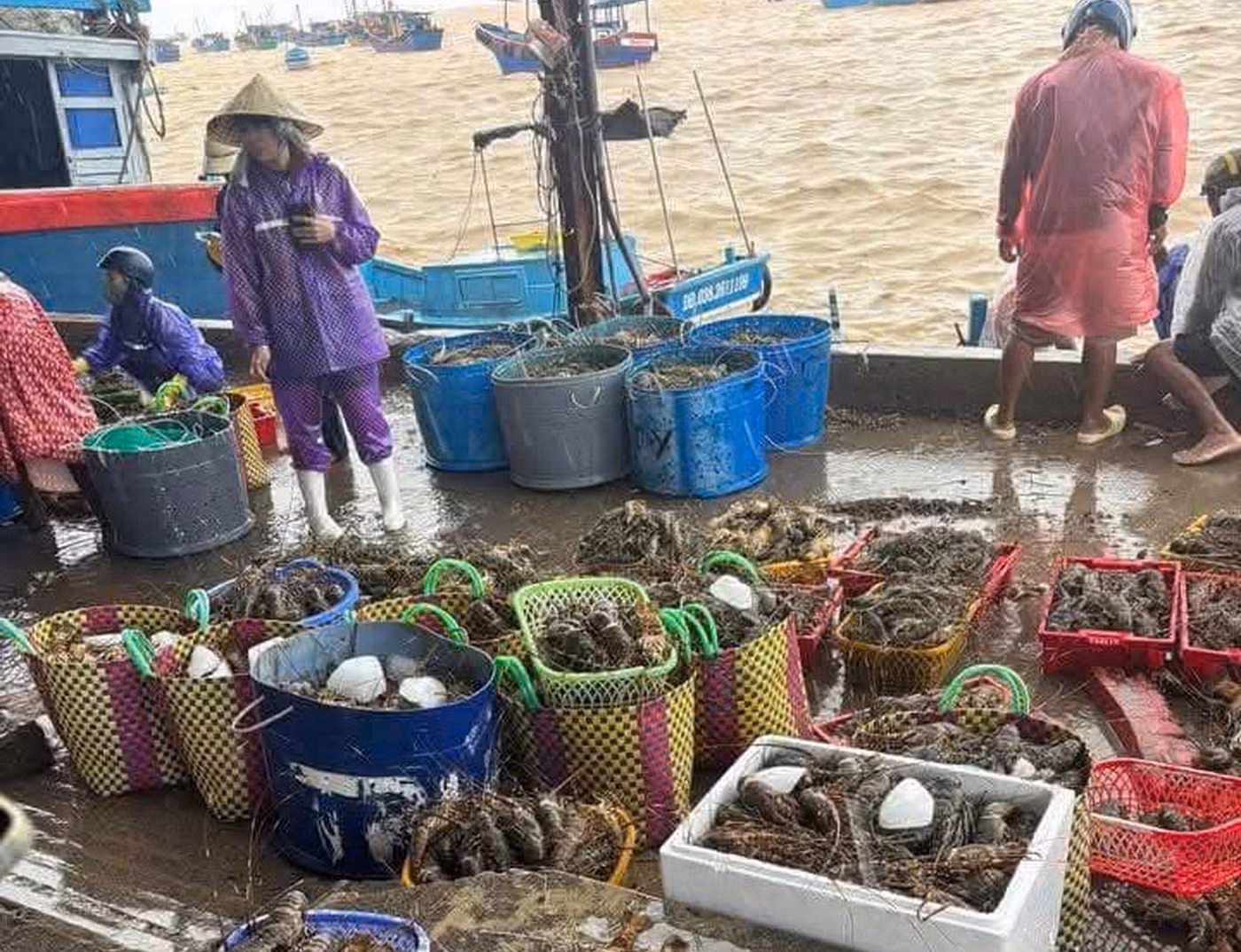 Hàng ngàn tỷ đồng của người dân ở thủ phủ tôm hùm mất trắng sau bão lũ -0