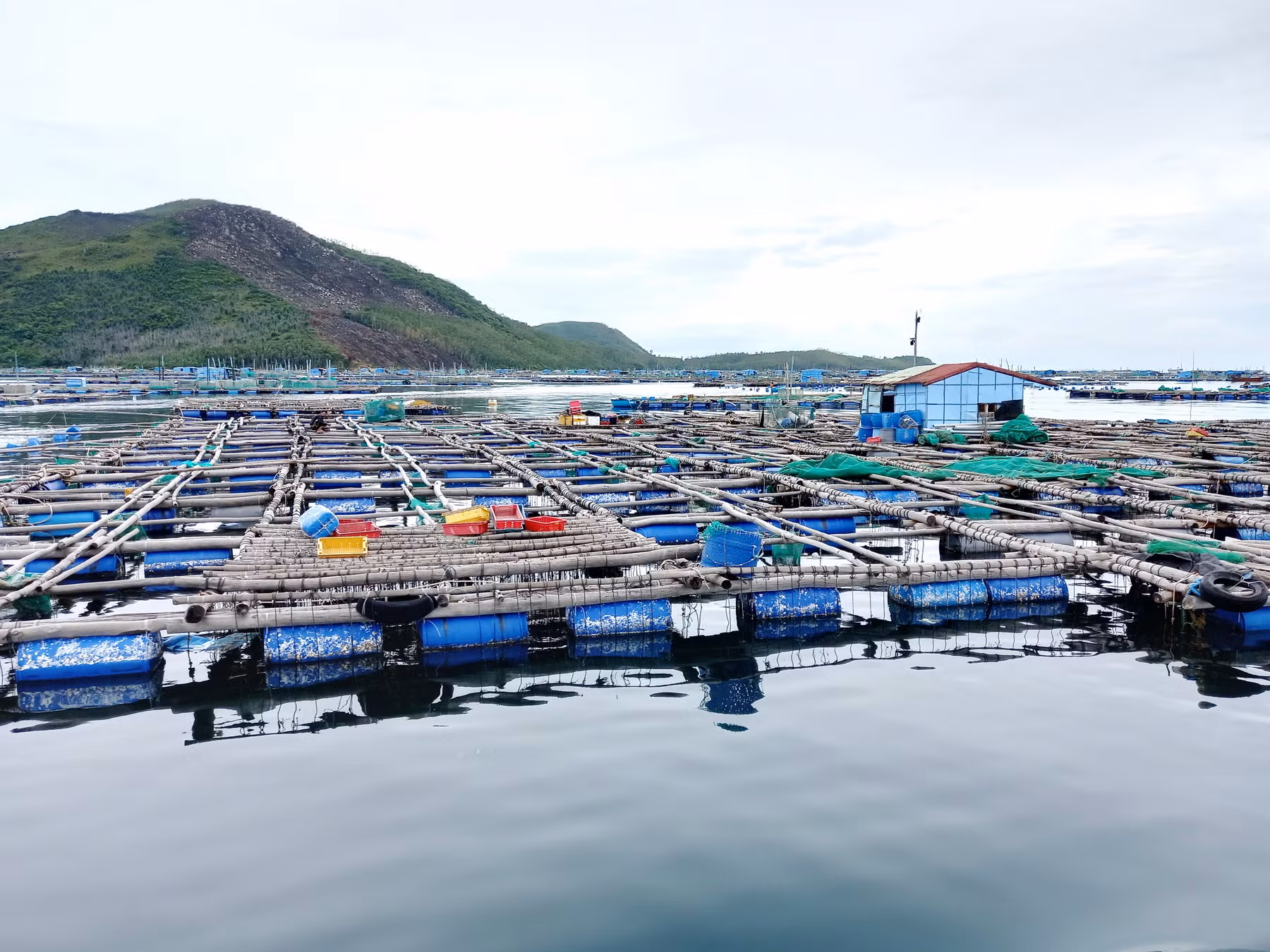 Hàng ngàn tỷ đồng của người dân ở thủ phủ tôm hùm mất trắng sau bão lũ -0