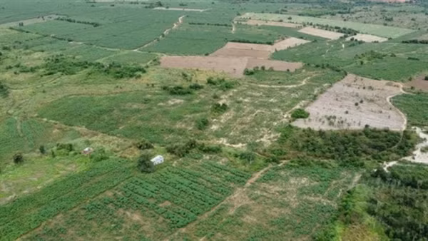 Gần 100ha đất Dự án sân bay Long Thành bị chiếm dụng để trồng sắn