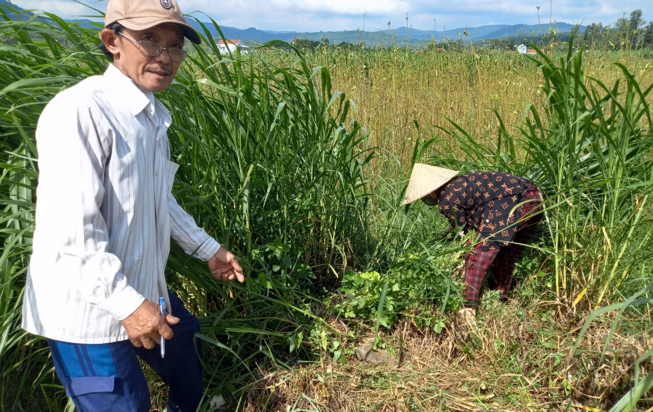 Bắt quả tang xe hút hầm vệ sinh xả thải trộm vào ruộng đậu bắp của dân -0