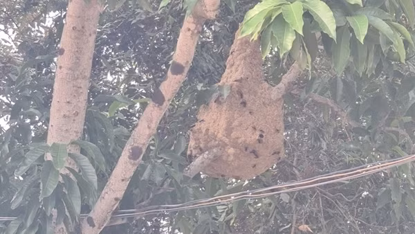Một đoạn đường, 10 tổ ong vò vẽ đe dọa khu dân cư
