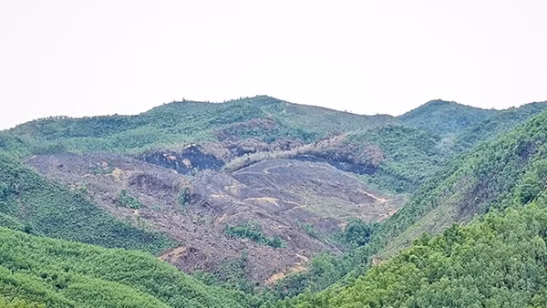 Xử lý nghiêm vụ đất rừng bị san ủi trái phép nhưng xã không biết ảnh 3