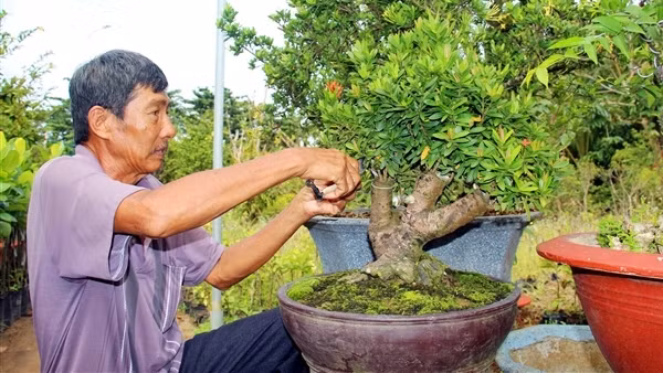 Nhà vườn đồng bằng sông Cửu Long lo mùa hoa kiểng Tết