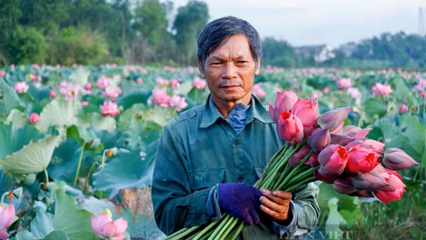 Chủ tịch nước trao bằng công nhận Tuy Phước đạt chuẩn huyện Nông thôn mới ảnh 2
