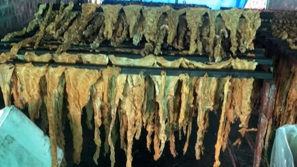 Tiêu hủy gần 1,3 tấn nội tạng trâu, bò ngâm hóa chất ảnh 2