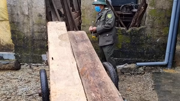 Bắt vụ vận chuyển trái phép 2 tấn gỗ hương tía quý hiếm ảnh 3